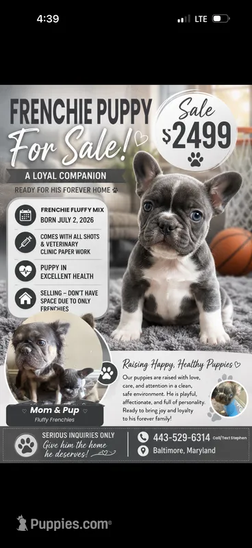 Max  – French Bulldog puppy for sale in Parkville, MD