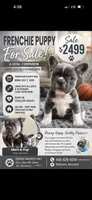 Max , a male French Bulldog for sale in Parkville, MD – 6 of 10