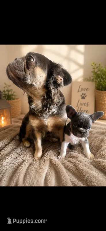 Max  – French Bulldog puppy for sale in Parkville, MD