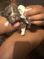Max , a male French Bulldog for sale in Parkville, MD – 9 of 10