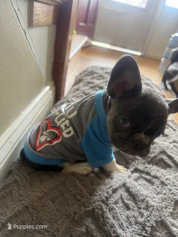 Max  – French Bulldog puppy for sale in Parkville, MD