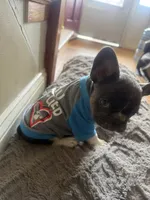 Max , a male French Bulldog for sale in Parkville, MD – 1 of 10