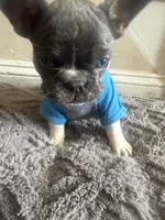 Max , a male French Bulldog for sale in Parkville, MD – 4 of 10