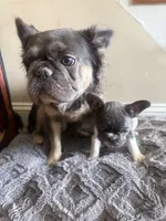 Max , a male French Bulldog for sale in Parkville, MD – 5 of 10