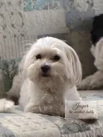 Ben Maltese male, a male Maltese for sale in Texarkana, TX – 5 of 5