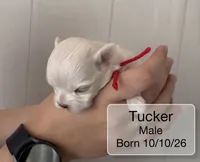 Tucker Maltese male, a male Maltese for sale in Texarkana, TX – 4 of 7