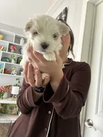 Beau - Beautiful Maltese Boy, a male Maltese for sale in Texarkana, TX – 5 of 6