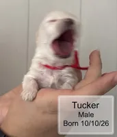 Tucker Maltese male, a male Maltese for sale in Texarkana, TX – 3 of 7