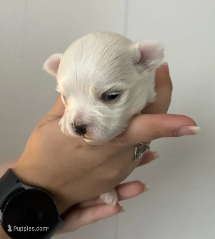 Star Maltese male – Maltese puppy for sale in Texarkana, TX