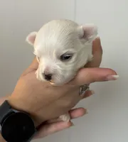 Star Maltese male, a male Maltese for sale in Texarkana, TX – 1 of 6