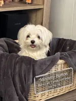 Ben Maltese male, a male Maltese for sale in Texarkana, TX – 4 of 5