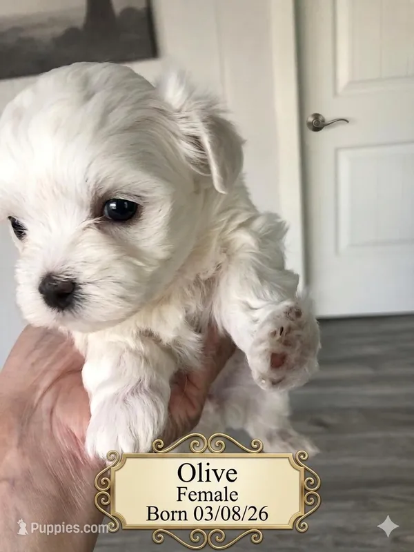 Olive  – Maltese puppy for sale in Texarkana, TX