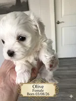 Olive , a female Maltese for sale in Texarkana, TX – 1 of 1