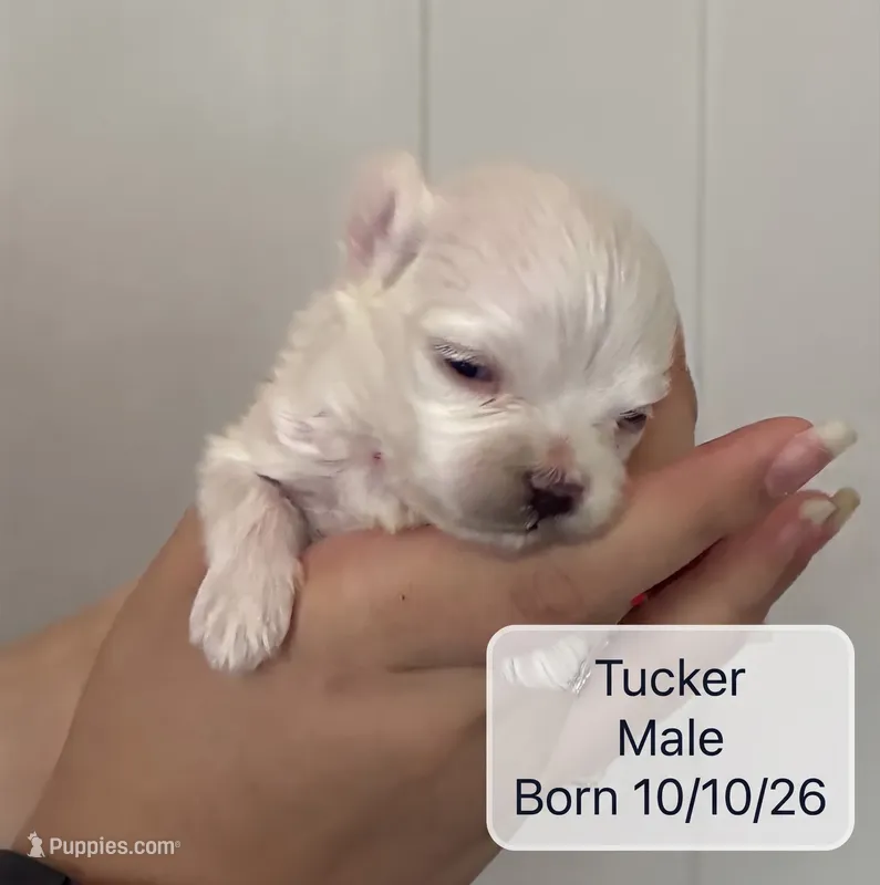 Tucker Maltese male – Maltese puppy for sale in Texarkana, TX