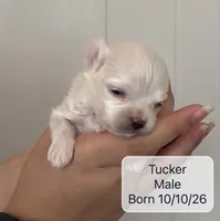 Tucker Maltese male, a male Maltese for sale in Texarkana, TX – 1 of 7