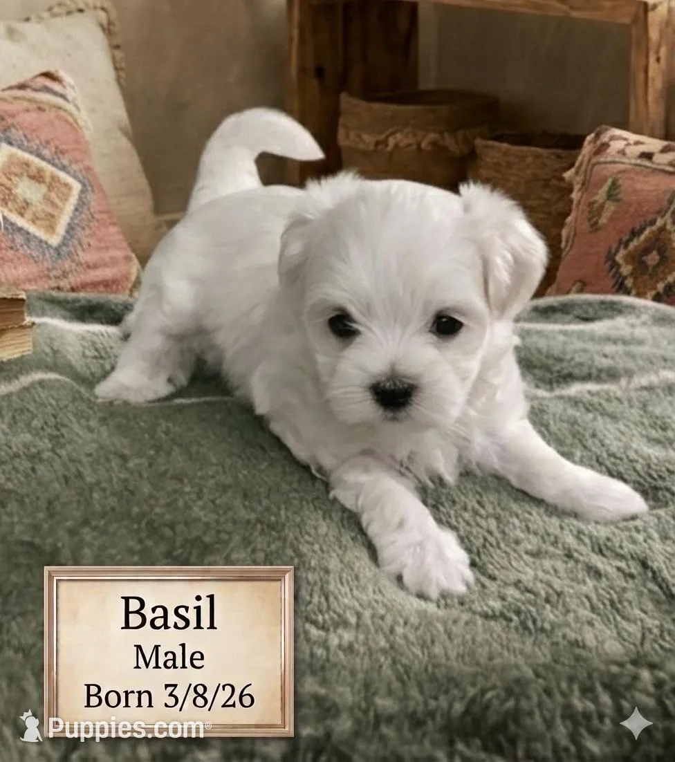 Basil, a male Maltese for sale in Texarkana, TX – 1 of 3