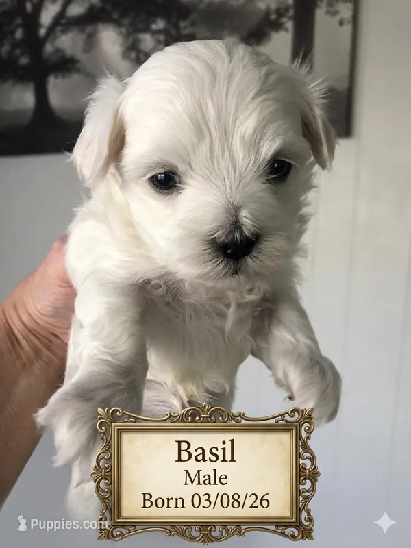 Basil – Maltese puppy for sale in Texarkana, TX