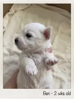 Ben Maltese male, a male Maltese for sale in Texarkana, TX – 2 of 5