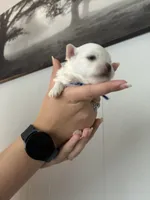 Star Maltese male, a male Maltese for sale in Texarkana, TX – 4 of 6