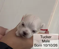 Tucker Maltese male, a male Maltese for sale in Texarkana, TX – 6 of 7
