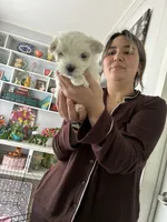Beau - Beautiful Maltese Boy, a male Maltese for sale in Texarkana, TX – 2 of 6