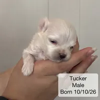 Tucker Maltese male, a male Maltese for sale in Texarkana, TX – 2 of 7