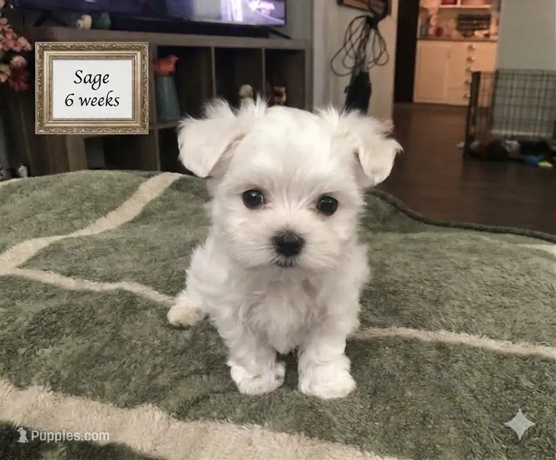 Sage – Maltese puppy for sale in Texarkana, TX