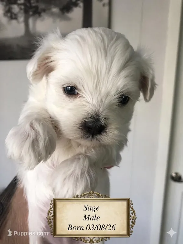 Sage – Maltese puppy for sale in Texarkana, TX
