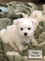 Sage, a male Maltese for sale in Texarkana, TX – 2 of 4