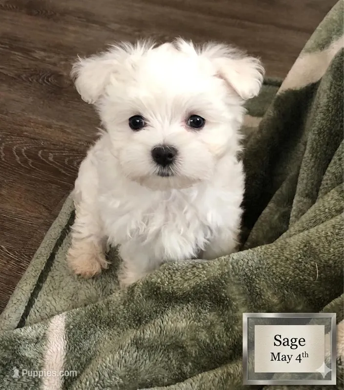 Sage – Maltese puppy for sale in Texarkana, TX
