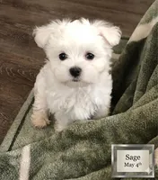 Sage, a male Maltese for sale in Texarkana, TX – 1 of 4