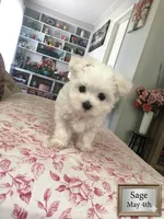 Sage, a male Maltese for sale in Texarkana, TX – 4 of 4
