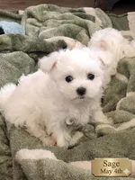 Sage, a male Maltese for sale in Texarkana, TX – 3 of 4