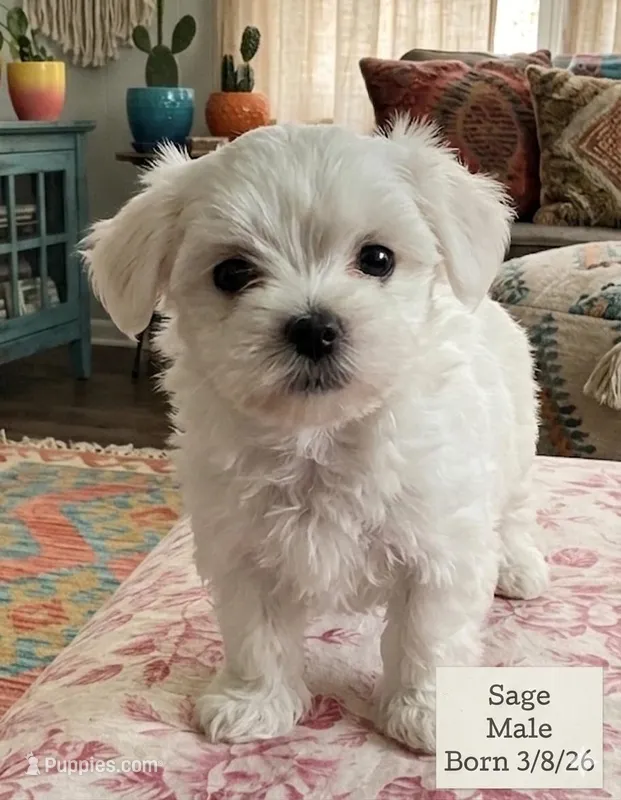Sage – Maltese puppy for sale in Texarkana, TX