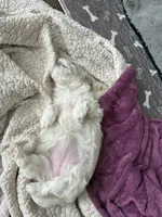 Beau - Beautiful Maltese Boy, a male Maltese for sale in Texarkana, TX – 4 of 6