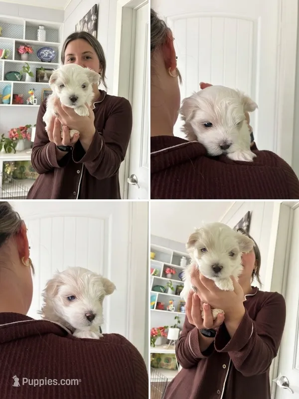 Beau - Beautiful Maltese Boy – Maltese puppy for sale in Texarkana, TX