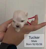 Tucker Maltese male, a male Maltese for sale in Texarkana, TX – 5 of 7