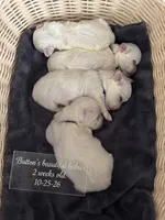Ben Maltese male, a male Maltese for sale in Texarkana, TX – 3 of 5