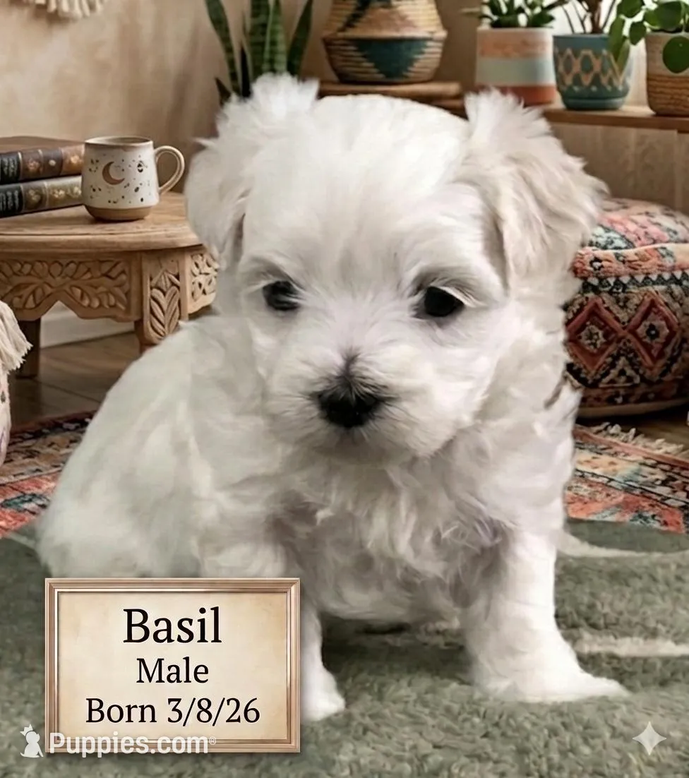 Basil, a male Maltese for sale in Texarkana, TX – 2 of 3