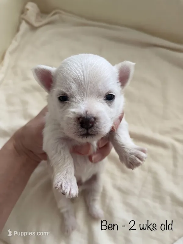 Ben Maltese male – Maltese puppy for sale in Texarkana, TX
