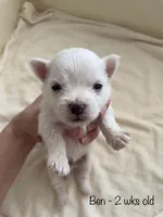 Ben Maltese male, a male Maltese for sale in Texarkana, TX – 1 of 5