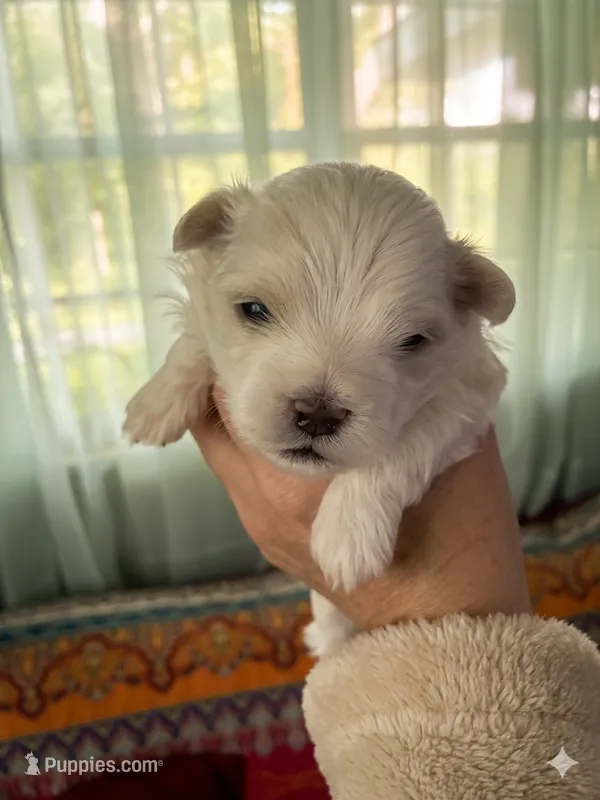 Beau - Beautiful Maltese Boy – Maltese puppy for sale in Texarkana, TX