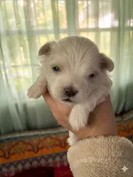 Beau - Beautiful Maltese Boy, a male Maltese for sale in Texarkana, TX – 1 of 1
