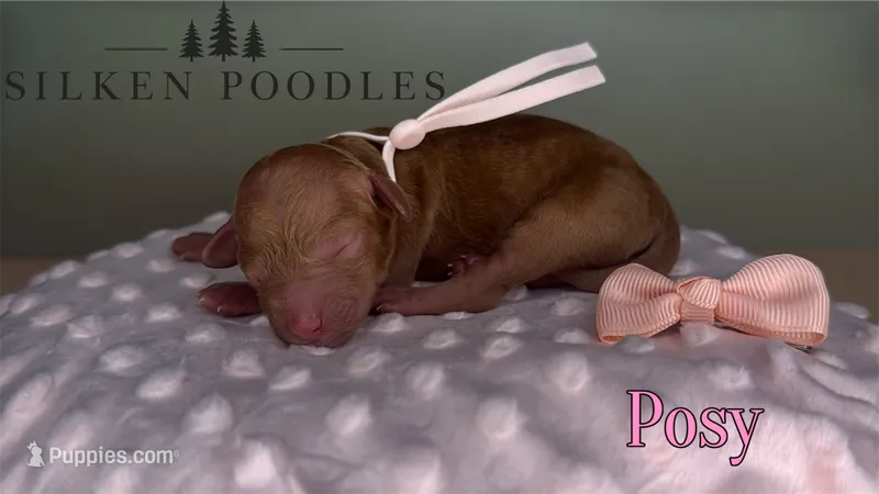 Posy – Poodle - Miniature  puppy for sale in Gustine, CA