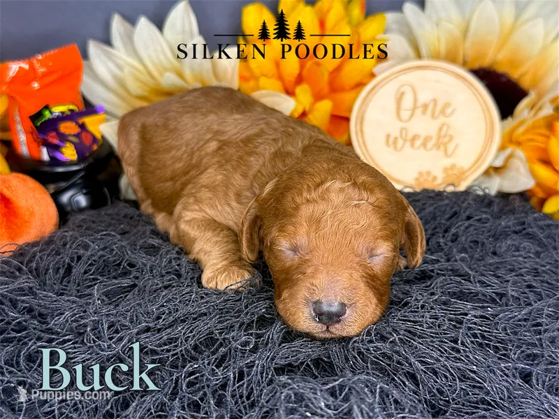 Buck – Poodle - Miniature  puppy for sale in Gustine, CA