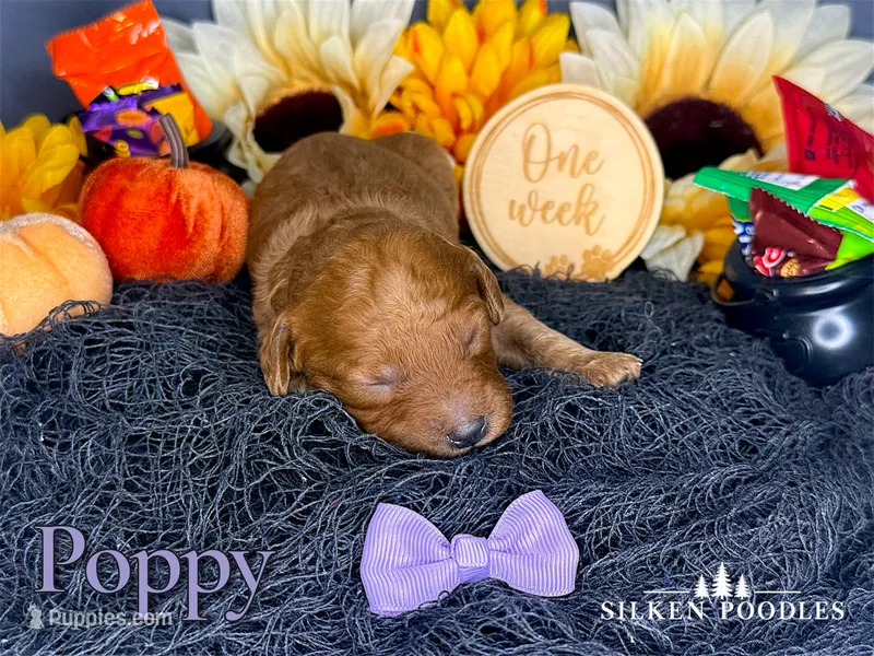 Poppy – Poodle - Miniature  puppy for sale in Gustine, CA