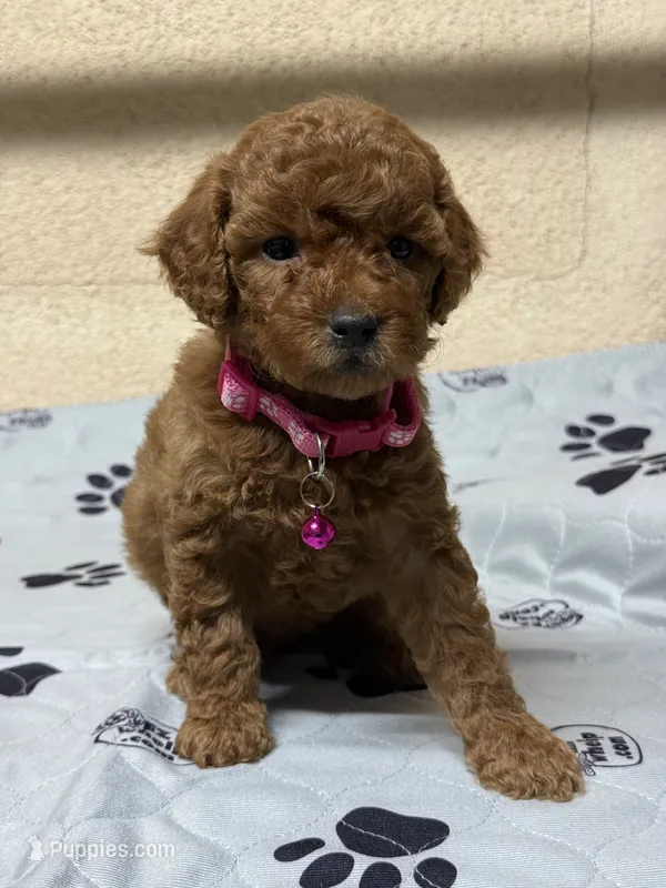 Posy – Poodle - Miniature  puppy for sale in Gustine, CA