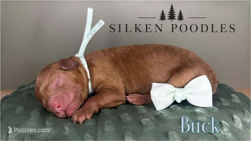 Buck – Poodle - Miniature  puppy for sale in Gustine, CA