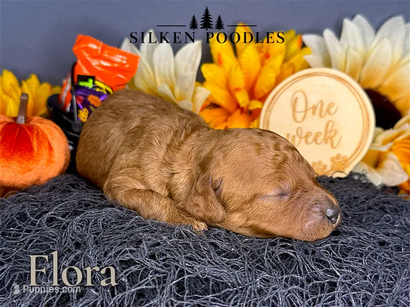 Flora – Poodle - Miniature  puppy for sale in Gustine, CA