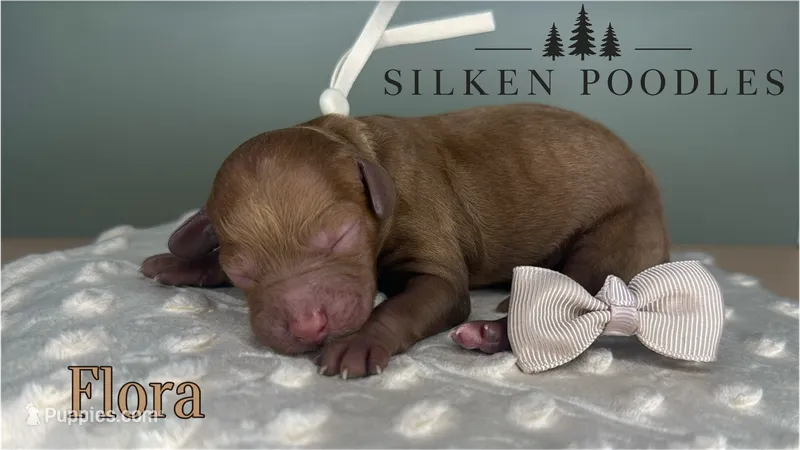 Flora – Poodle - Miniature  puppy for sale in Gustine, CA